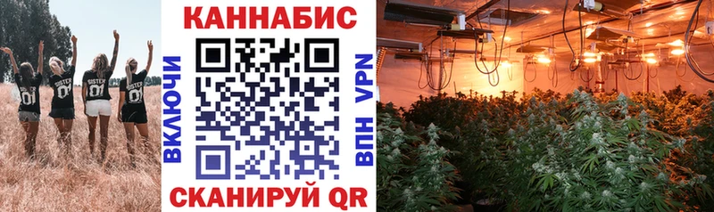 купить наркотики цена  Жиздра  Шишки марихуана план 